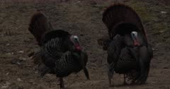 Two Wild Turkey Toms, Vying For Attention, Competing