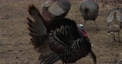 Wild Turkey Strutting, Another Tom Enters, Both Competing For Wild Turkey Hens