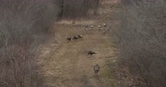Wild Turkeys in Woods, Toms In Rear of Flock, Displaying