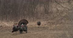 Two WIld Turkey Toms, One Displaying, Both Vying For Attention, Competing
