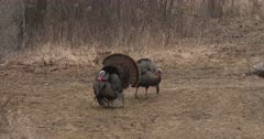 Wild Turkeys; Toms Competing, One Intimidating the Other