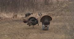 Two Wild Turkey Toms, Both Vying For Attention, One Displaying