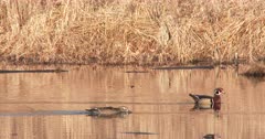 Wood Ducks Pair, Track as Swim, Hen Prostrating