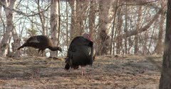 Wild Turkey, Tom, Turns as Hen Enters Scene