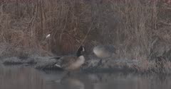 Canada Geese, Mated Pair, in Morning Mist, Preening