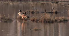 Pair of Canada Geese in Pond, Preening in Early Morning Sunlight