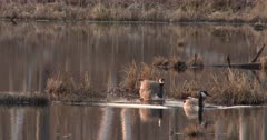 Pair of Canada Geese in Pond, Early Morning Sunlight, Both Exit