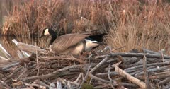 Canada Goose Hen, Nest-Building, ZI To CU of Hen Digging Deeper into Site, Pulling At Material