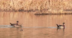 Trio of Wood Ducks Swimming Through Pond, Hen Bobbing Head