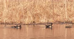 Wood Ducks Posturing, Competing, Swim Toward Another Pair on Shore