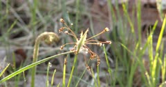 Flowers of Nut Grass, Early Spring Forest Wetland Plant