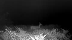White-tail Deer, Doe, Standing At Night, Small Fawn Comes Behind