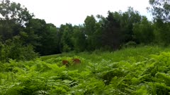 White-tailed Deer Feeding, Picks Head Up Quickly and Looks