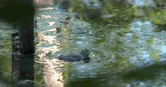 Bullfrog in Pond, Calling, Territoriality and Mating Behavior