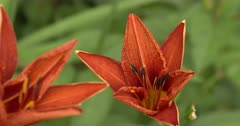 Orange Day Lily, CU of Flower and Stamens