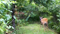 White-tailed Deer, Doe Eating Whole Apple, Chewing, Looking At Camera