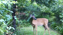 White-tailed Deer, Doe, Turns, Looks Back, At Camera, Exits
