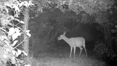 White-tailed Deer, Doe Feeding on Apples At Night