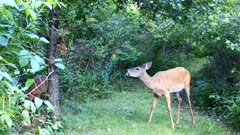 White-tailed Deer, Doe With Fawn To L, Picks Up Large Apple, Rolls Apple In Mouth, Eats Entire Apple