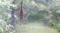 White-tailed Deer, Doe Standing on Hind Legs to Get Apples, Apple Falls, Doe Eats, Facing Camera