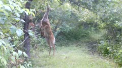 White-tailed Deer, Doe Searching Apple Tree for Apple, Stands on Hind Legs, Looks