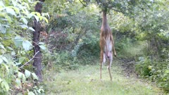 White-tailed Deer, Doe Visually Searching High into Apple Tree, Stands on Hind Legs, Knocks Apples to Ground