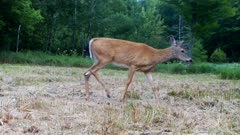 White-tailed Deer, Doe, Walks Through Frame, Exits R
