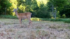 White-tailed Deer, Doe, Shedding Coat Stops, Looks, Listens