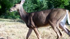 White-tailed Deer, Doe, Enters, Walks Past Camera, Exits CU