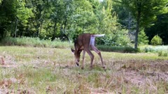 White-tailed Deer, Doe, Being Bothered By Insects, Head Down