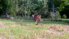 White-tailed Deer, Doe Runs Through Frame, Fawn Following, Both Exit