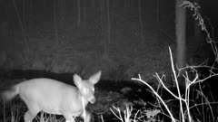 White-tailed Deer At Night, Turns Trots Toward Camera, Exits CU