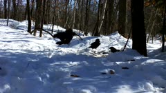 Two Ravens Trying To Intimidate Feeding Red-Tailed Hawk