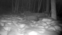 Fisher Bounding Through Snow at Night