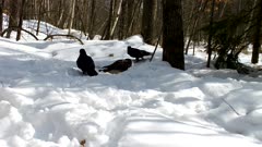 Raven Pecking At Tail of Feeding Red-tailed Hawk, Trying to Intimidate