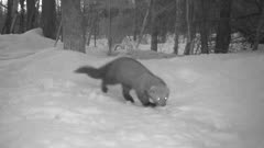 Fisher in Snow, Night Shot, Moves Off Toward Camera