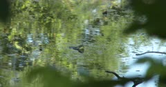 Bullfrog in Pond, Calling, Two Others Behind