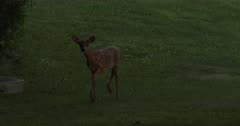 White-tailed Deer, Fawn Walking Alone at Dusk, Frightened of Small Concrete Structure