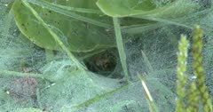 Grass Spider in Center Of Hidden Funnel Web, Feeding