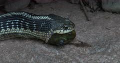 Eastern Garter Snake Attempting to Swallow Green Frog