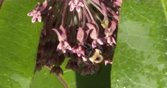 Bumble Bee Pollinating Milkweed Flowers, Exits