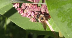 Bumble Bee Feeding on Milkweed Flowers, Flower Partially Open