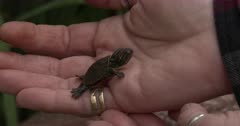 Newly Hatched Painted Turtle in Hand, Climbing