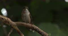 Juvenile Ruby-throated Hummingbird, Exits