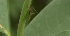 Short-winged Meadow Katydid Feeding on Beetle, Ant Enters, Scares Off Katydid, Chases