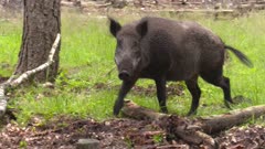 European wild boar (sus scrofa)  in forest - tracking shot. Wild boar are omnivorous scavengers, eating almost anything they come across.