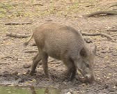 Wild Boar (sus scrofa) rooting in mud - tracking shot. Wild boar are omnivorous scavengers, eating almost anything they come across.