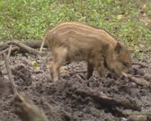 Wild Boar (sus scrofa) piglet in striped coat rooting in mud. Wild boar are omnivorous scavengers, eating almost anything they come across.