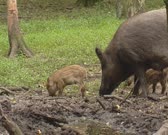 Wild Boar (sus scrofa) sow with piglets in striped coat, rooting in mud - low angle. Wild boar are omnivorous scavengers, eating almost anything they come across.