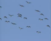 Flock of Barnacle geese (Branta leucopsis)  in flight against blue sky